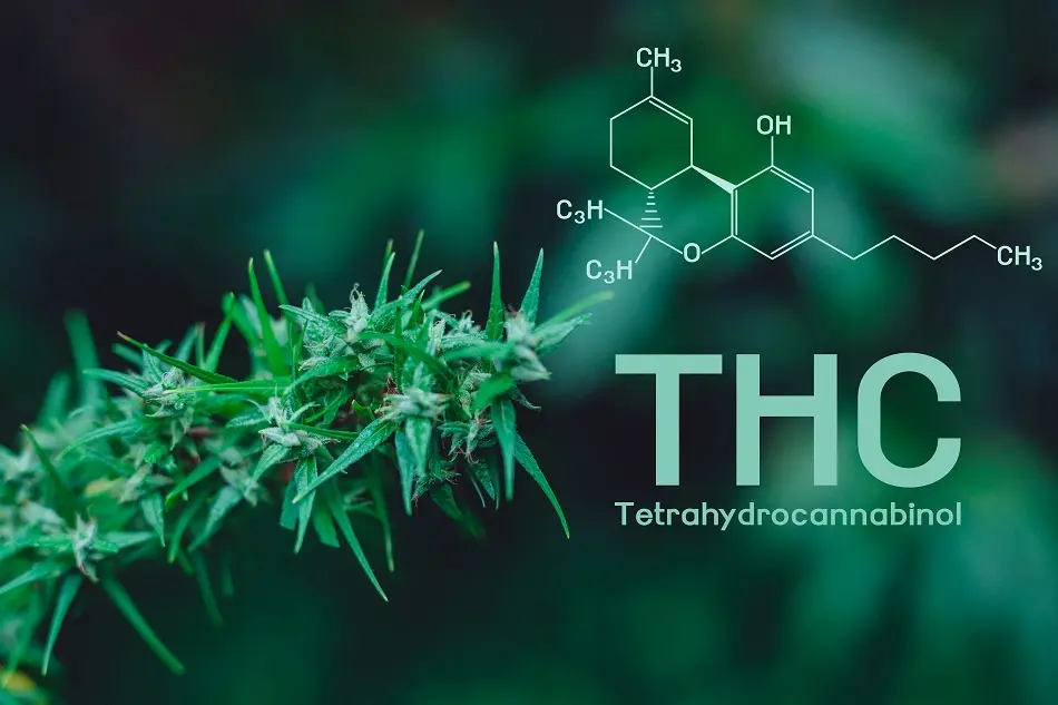 THC (Tetrahydrocannabinol)