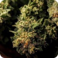 Indica