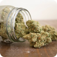 Sativa