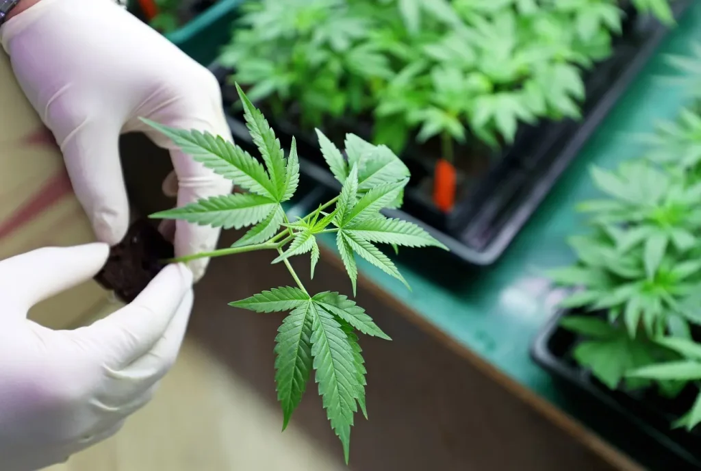 What Is Marijuana?