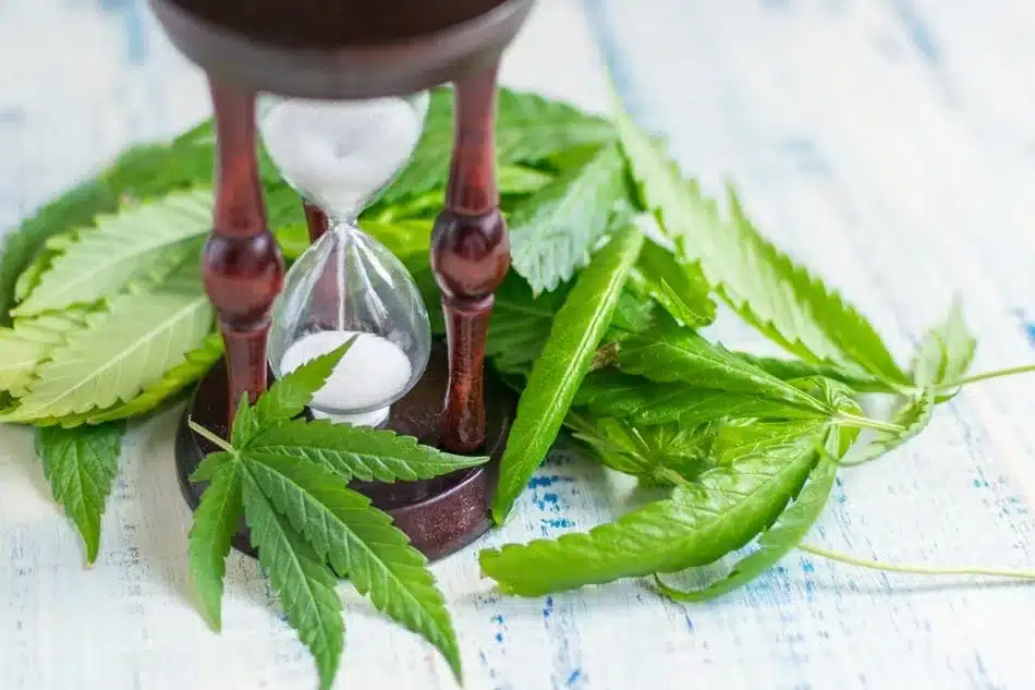 How Long Does Cannabis Take to Work for Pain