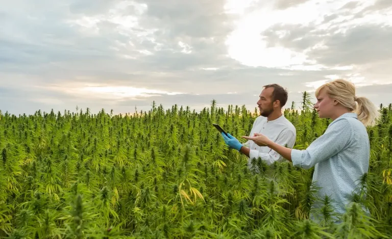 How to Talk to Your Doctor About Using Medical Cannabis?