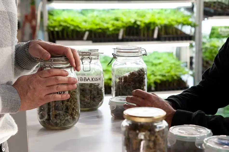 Can I Purchase Marijuana in Multiple Cannabis Dispensaries?