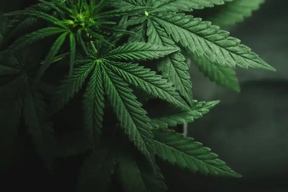 What Is Cannabis Indica