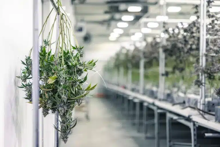 Can You Get a Medical Marijuana Card with a Felony?