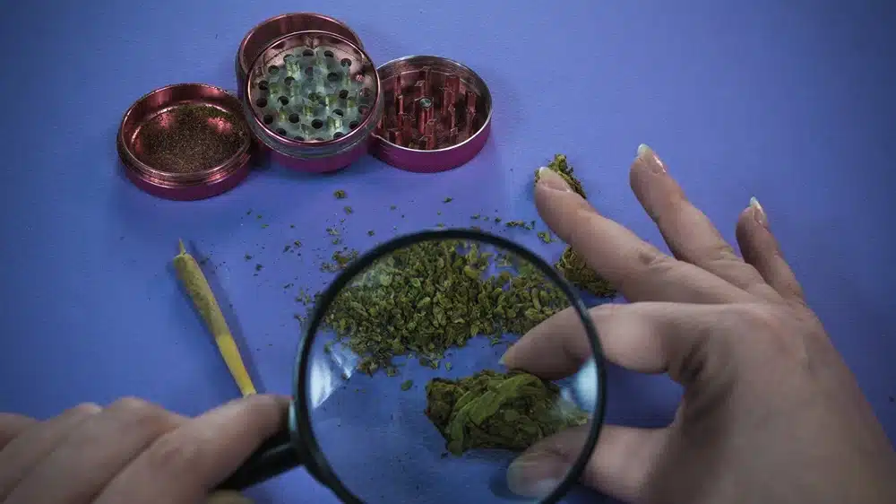 How to Tell If Cannabis Has Gone Bad 